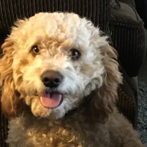 Meet your Posher, Patty